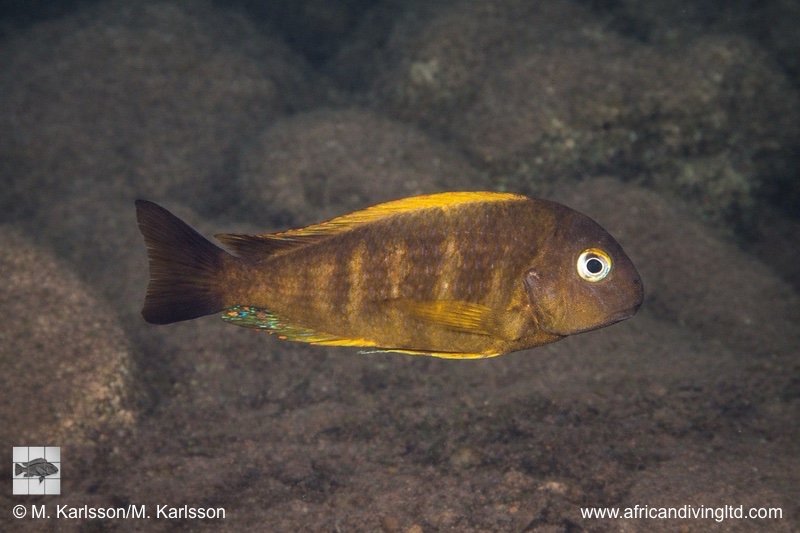 Tropheus brichardi 'Moyobozi (North)'